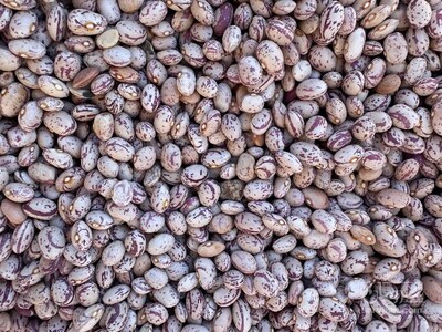 فروش لوبیا چیتی