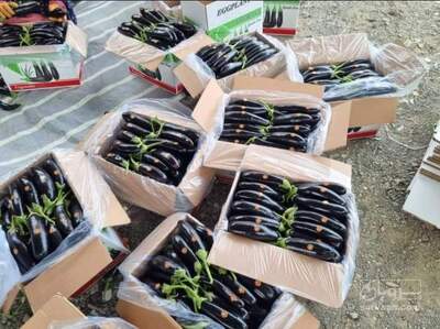 فروش بادمجان