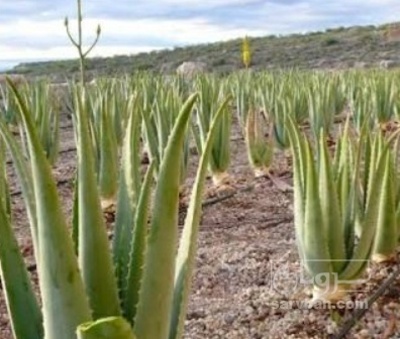 فروش آلوئه ورا (گیاه‌ دارویی)