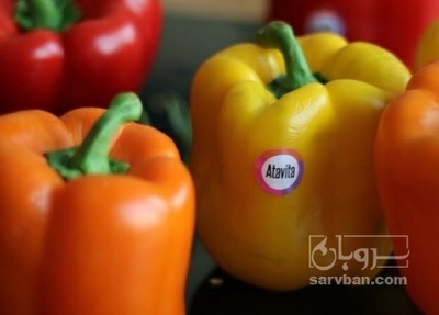 فروش فلفل دلمه ای