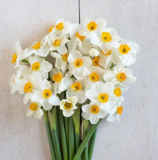 فروش گل نرگس (گیاه‌ دارویی)