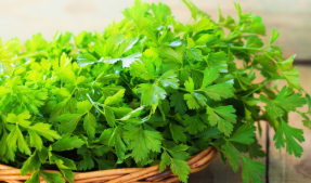 فروش جعفری تازه