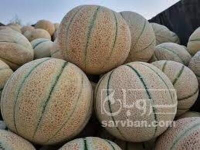 فروش طالبی