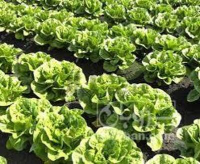 فروش کاهو ایرانی - رومانو