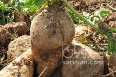 فروش چغندر قند