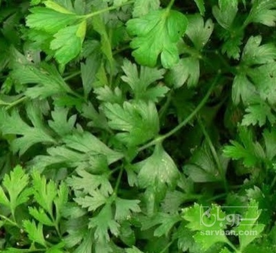 فروش جعفری تازه