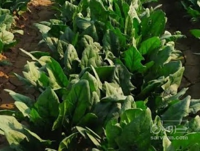 فروش اسفناج