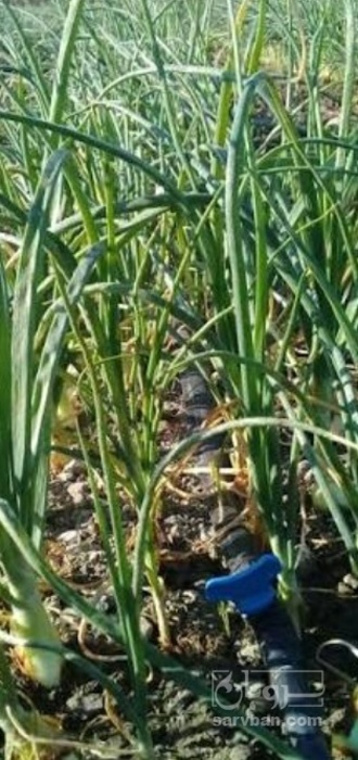 فروش پیازچه