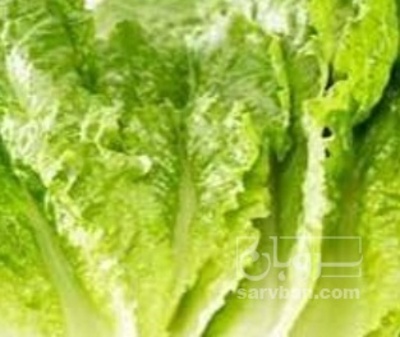 فروش کاهو ایرانی - رومانو