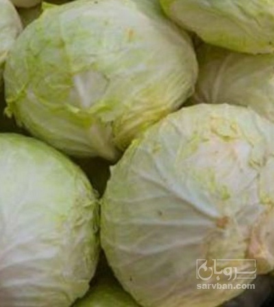 فروش کلم برگی سفید