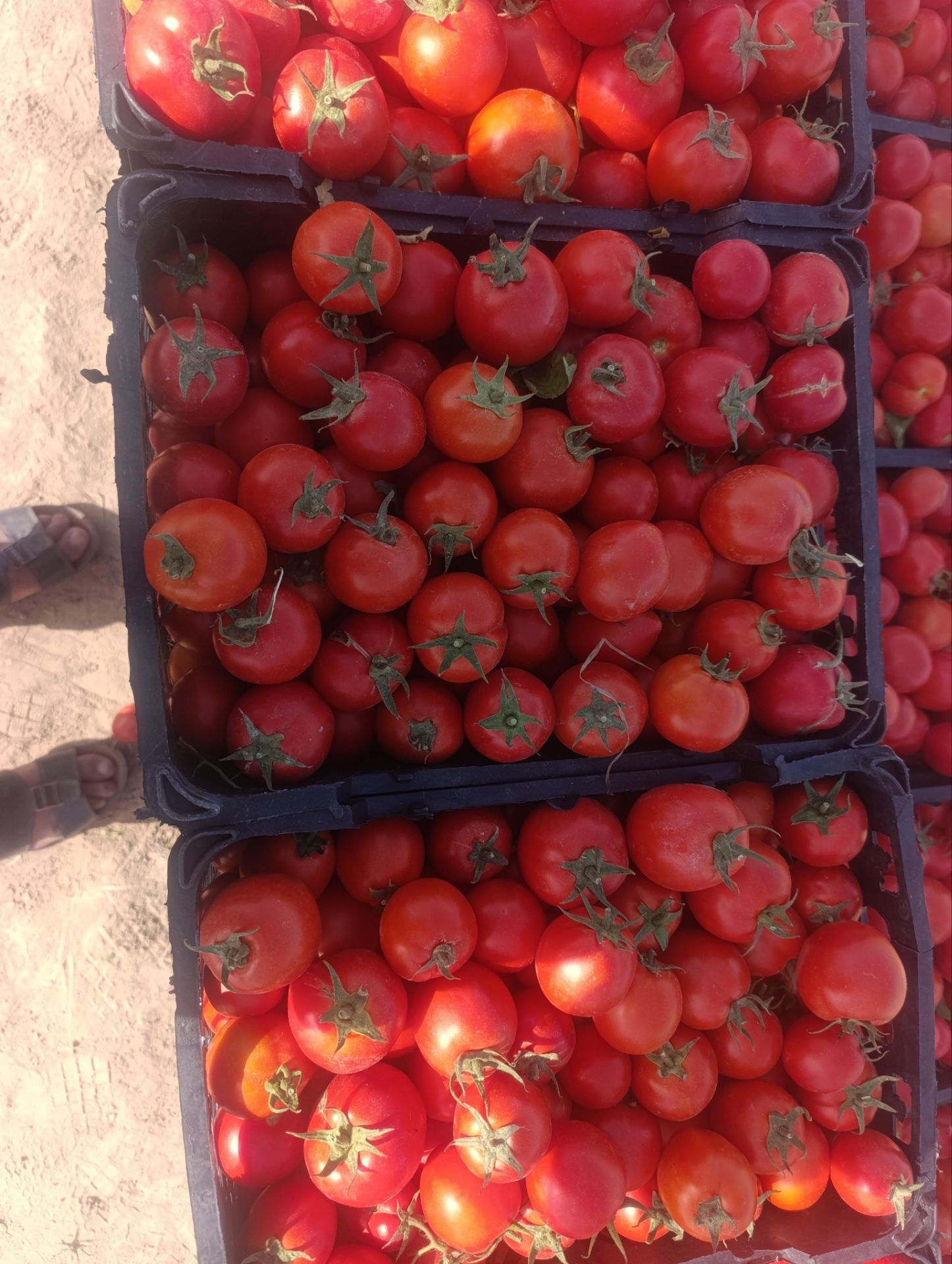 فروش گوجه فرنگی متین