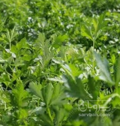 فروش جعفری تازه