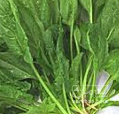 فروش اسفناج