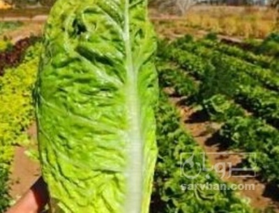 فروش کاهو ایرانی - رومانو