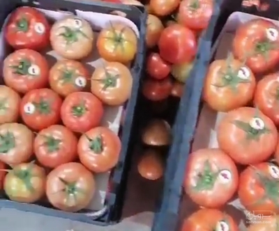 فروش گوجه فرنگی