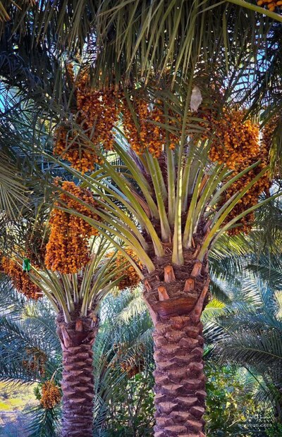 فروش خرمابزبونی