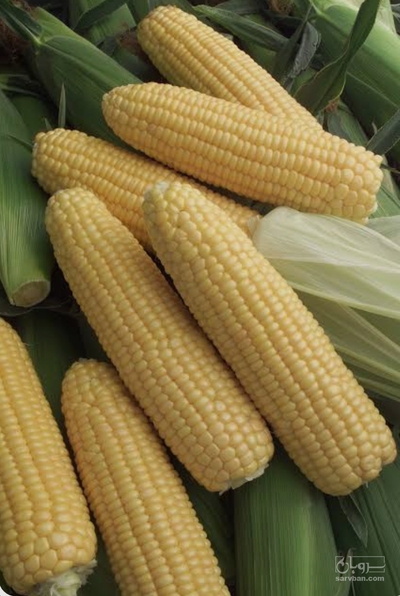 فروش ذرت دانه ای