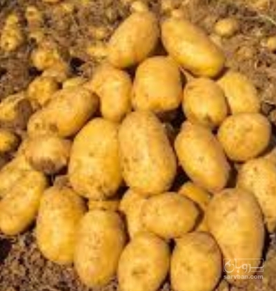 فروش سیب زمینی سانته