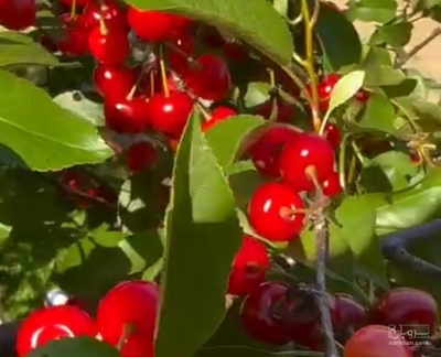 فروش آلبالو