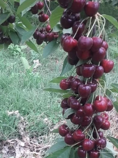 فروش گیلاس