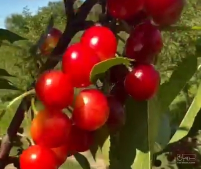 فروش آلبالو