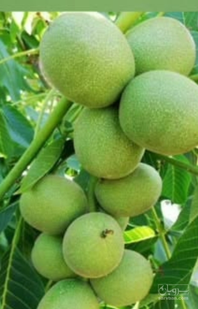 فروش گردو