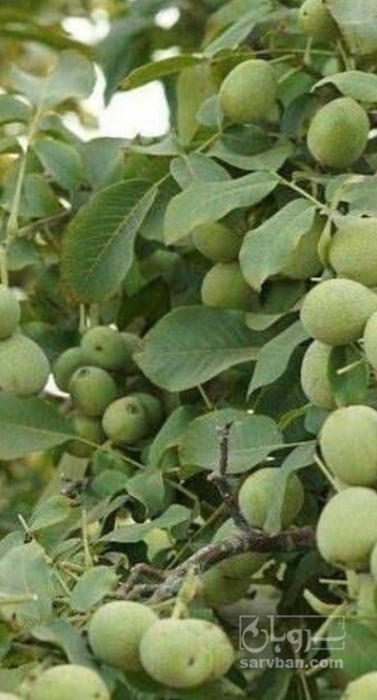فروش گردو