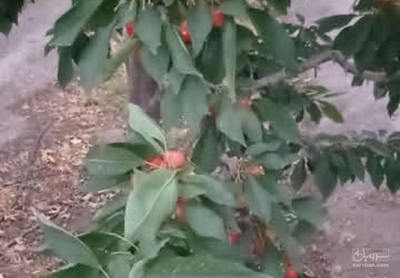 فروش نهال گیلاس
