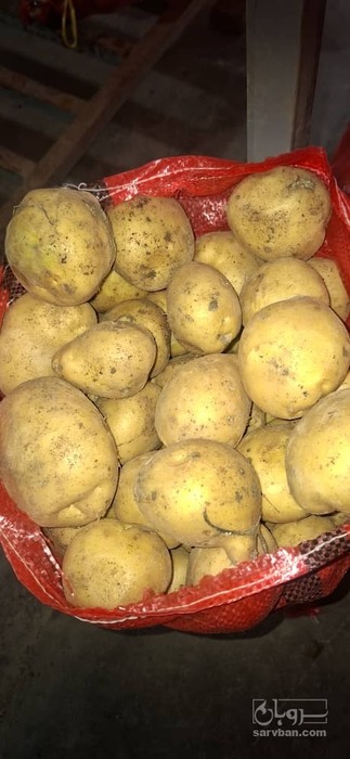 فروش سیب زمینی