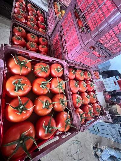 فروش گوجه فرنگی