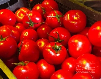 فروش گوجه فرنگی دافنیس صادراتی