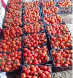 فروش گوجه فرنگی