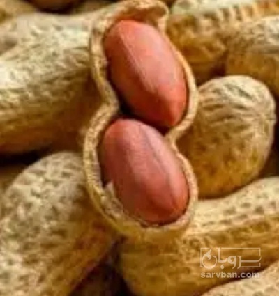 فروش بادام زمینی