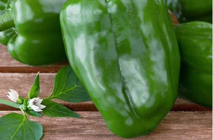 فروش فلفل دلمه ای