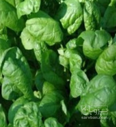 فروش اسفناج