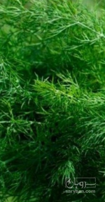 فروش شوید تازه