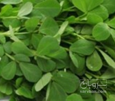 فروش شنبلیله