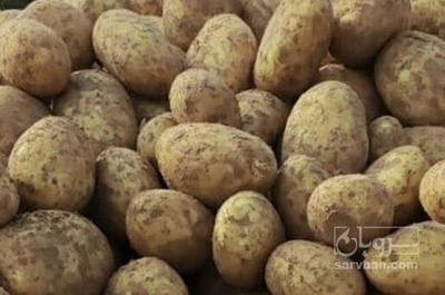 فروش سیب زمینی بذری پانامرا