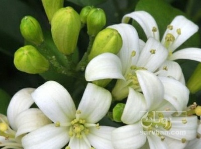 فروش عرق بهارنارنج