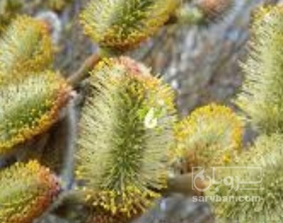 فروش عرق بیدمشک