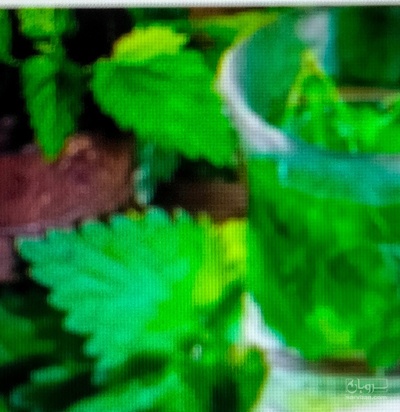 فروش عرق گزنه