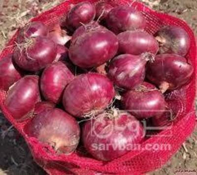 فروش پیازقرمز