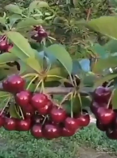 فروش گیلاس