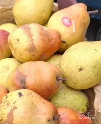 فروش گلابی