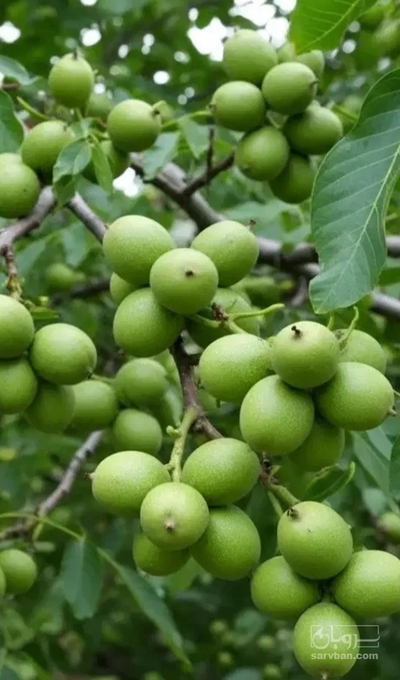 فروش گردو