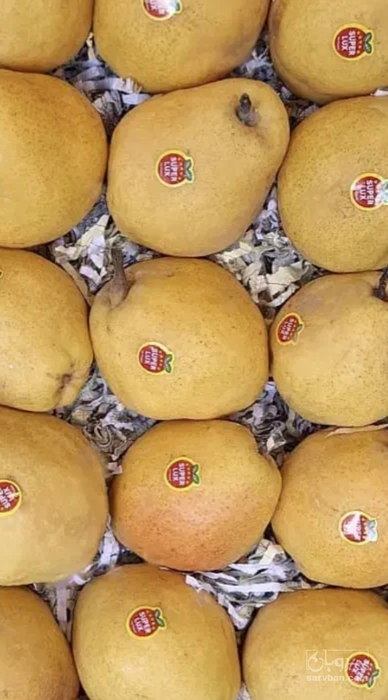 فروش گلابی
