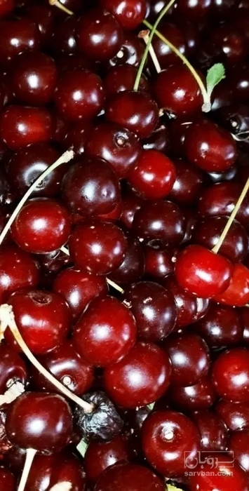 فروش آلبالو