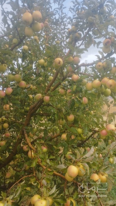 فروش سیب
