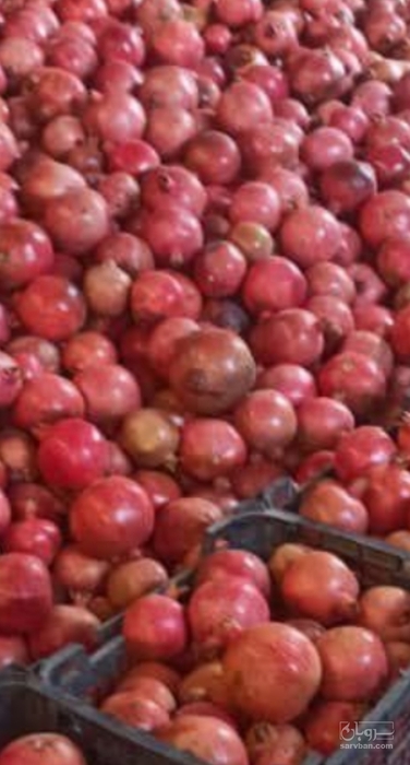 فروش انار