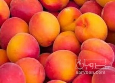 فروش زردآلو